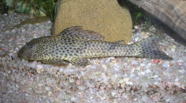 HYPOSTOMUS PLECOSTOMUS